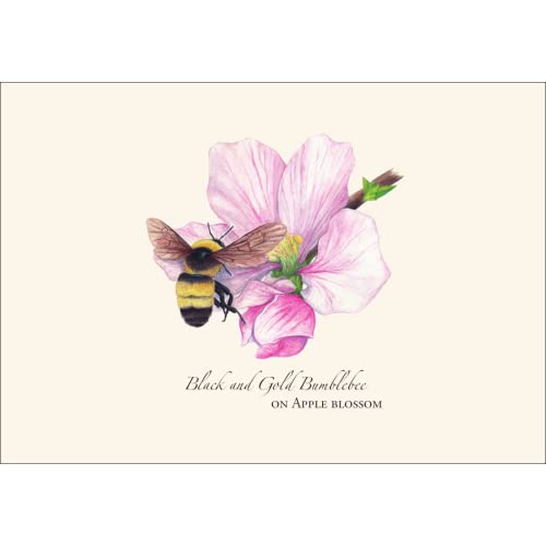 Image of Earth Sky + Water - Spring Bee Assortment Notecard Set - 8 Blank Cards with Envelopes (2 each of 4 styles)