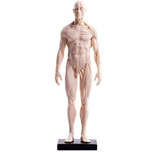 Figure d'anatomie Masculine - Modèle de Peinture Anatomique de Squelette Humain - Modèle d'os Musculaire Anatomique Humain en matériau PU - pour étude de Dessin d'artiste médical, A