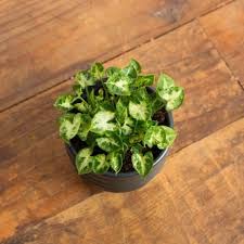 PlantaZee Mini Syngonium Plants | Air Purifying | Indoor Plants (B0B153F3XJ) Amazon Price History, Amazon Price Tracker
