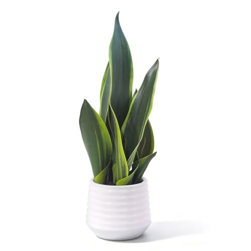 CZWBE Artificial Snake Plant Potted 15 Faux Plant Suitable for Home Office Living Room Window Sill Indoor Decor Housewarming Gifts