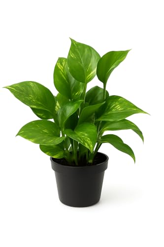 Live Money Plant Real Indoor Green in Pot Natural Air Purifying House Plant for Home & Office Décor | Fresh Small Live Indoor