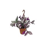 Tradescantia Albiflora Nanouk Buen Tamaño con Colgador Hojas Rosa