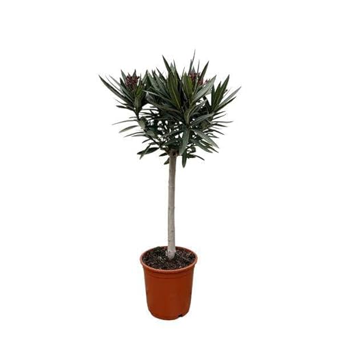 Rosenlorbeer – Nerium Oleander 90cm – Ø22cm – Immergrüne Kübelpflanze mit weißen Blüten – Mediterrane Zierpflanze für Garten, Terrasse & Balkon – Duftend & pflegeleicht