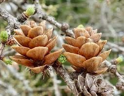 30 Larch Tamarack Tree Seeds