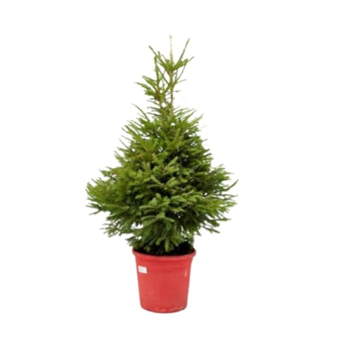 Verdecora Abeto Natural Enraizado 60-80cm | Picea excelsa | Abeto Europeo - Noruego | Árbol de Navidad con Follaje Verde Fresco y Aroma Natural | Ideal para Decoración Navideña en Interior o Exterior