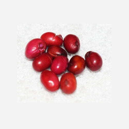 Sindinga9 Kundri Mani - Red Color - Single Piece - Has Medicinal Properties - Iso Certified