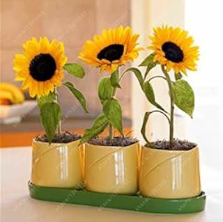 . 40 pc/sacchetto di Colori Dwarf Mix semi di Girasole, semi di Bonsai di Fiori per la casa giardino in Vaso scherza il Regalo impianto: 12: Only Seeds