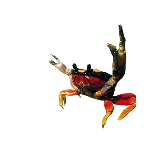 離島マジでスモールなビジネスやってる cover art