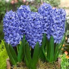 Flower Bulbs Hyacinth Plant Live Blue For Home Gardening pack of 2 bulbs-image-33