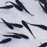 Black Midnight Medaka Ricefish (Pack of 6 Fish) - Live Fish for Aquarium Exotic Freshwater Live Fish, Live Aquarium Fish, Live Fish, Live Freshwater Fish Freshwater Fish