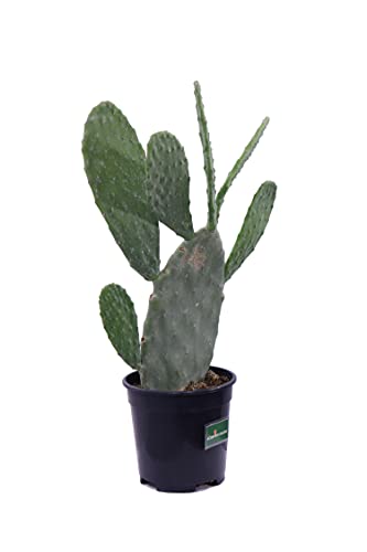 Pianta di Fico D'India Pianta di Opuntia Ficus Indica pianta da esterno pianta da giardino cactus di Fico d'India pianta grassa pianta ornamentale pianta vera venduta da eGarden.store - Image 3