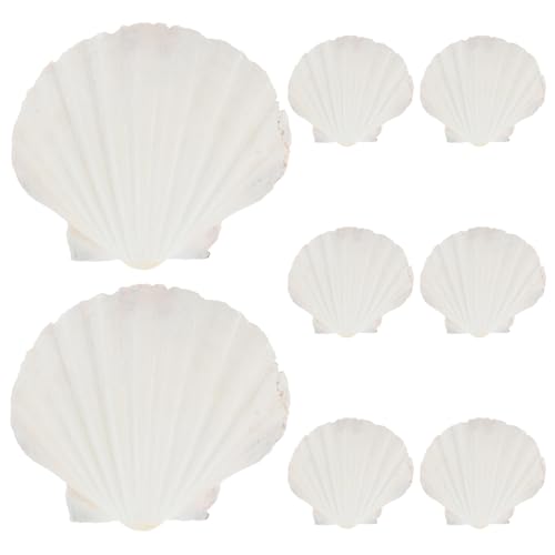 Conchas de vieira naturales para decorar mesas de cumpleaños y guardar objetos pequeños