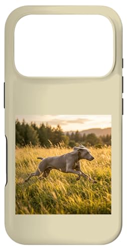 Weimaraner �����j���O���h�E �T���Z�b�g �t�B�[���h �V�[�� �X�}�z�P�[�X iPhone 17 Pro �p