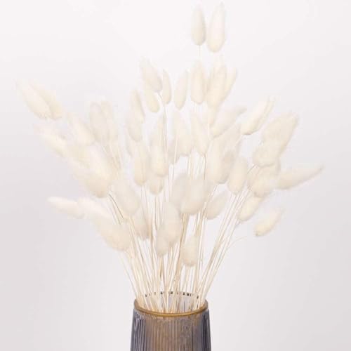 Hierba Bunny Tail seca natural 110-120 tallos blanca miniatura 2