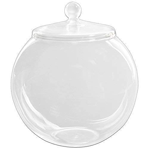 Terrarium en verre 20 cm grand format couvercle bocal plante intérieur
