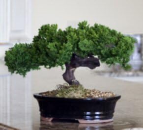 Bonsai Boy p1319 Monterey Juniper Single Trunk Preserved Bonsai Tree