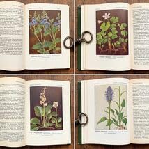 Amazon.co.jp: ドイツの古い植物図鑑(Waldblumen und Farngewachse
