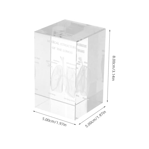 Modèle de poumon réaliste en cube de verre, cadeau idéal médecin - 2