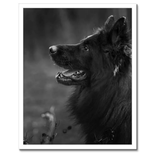 Berger allemand poster sous cadre noir 40x50 cm pour salon