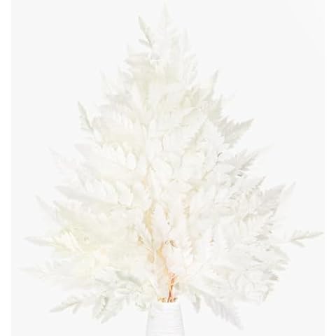Kimkusia Dried White Fern Stems Cover