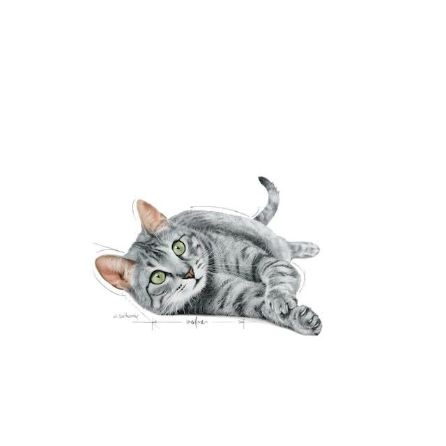 Royal Canin Indoor Sterilised 7+ | Pack de 4 | 4 x 12 x 85 g | Aliment Complet pour Chats à partir de 7 Ans | pour Les Chats stérilisés Vivant en intérieur | Morceaux en gelée