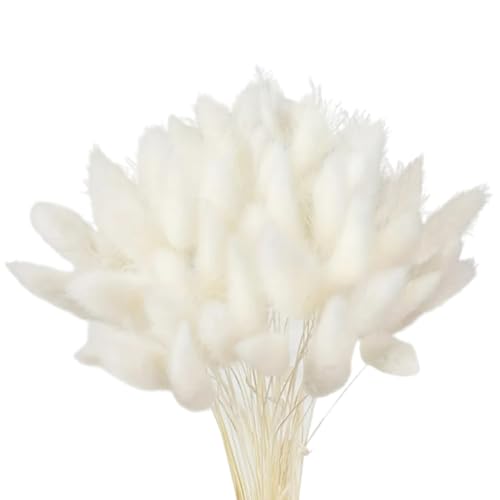 Ramo de 60 Piezas Hierba Cola de Conejo Secada Natural miniatura 1