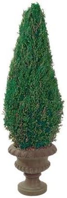 CON060P 60 in. Preserved Cone in Paper Mache Pot