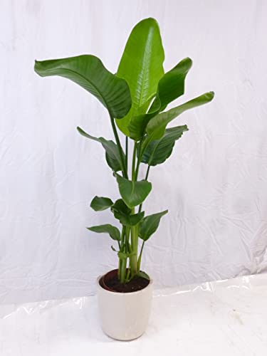 [Palmenlager] - Strelitzia nicolai- Paradiesvogelblume - 130 cm - 3er Tuff/Baumstrelitzia/mediterrane Pflanze Cover