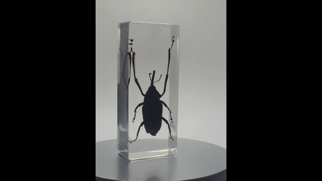 Image of 4.3 inch Real Giant Bamboo Weevil Beetle in Crystal Clear Lucite Resin Specimen Preserved Cyrtotrachelus Buqueti Insect Paperweight Taxidermy Collection for Biology Science Education Desk Display Supplies