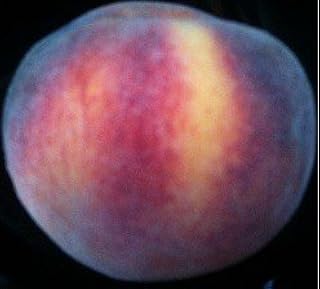 Sponsored Ad - RED GLOBE PEACH TREE - 2 Year Old, 4-5 Tall