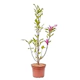 Verdecora Magnolio Chino en maceta 3L | Magnolia soulangeana | Planta Natural de Exterior | Floración Espectacular y Follaje Elegante | Ideal para Jardines y Terrazas