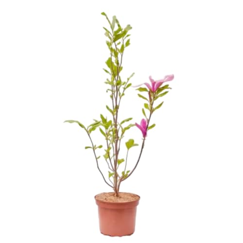 Verdecora Magnolio Chino en maceta 3L | Magnolia soulangeana | Planta Natural de Exterior | Floración Espectacular y Follaje Elegante | Ideal para Jardines y Terrazas