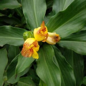 Insulin plant For Home Gardening,Planting Pack Of 1 (B0CZ57GXVV) Amazon Price History, Amazon Price Tracker