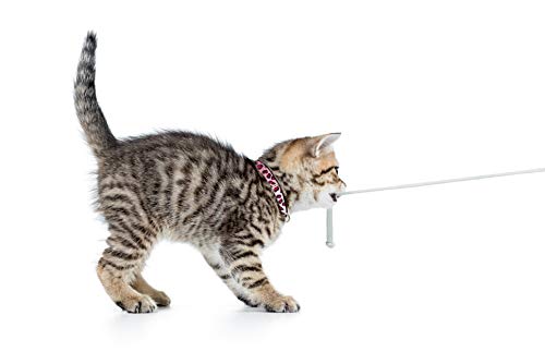 Collier pour chat réglable Max & Molly avec boucle de sécurité anti-étouffement