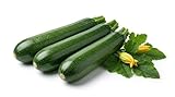semi di zucchino diamant hybrid 6g | varietà ibrida produttiva | semi da orto alta germinazione | zucchine verdi ideali per orto, vaso e balcone | sementi ortaggi facili da coltivare