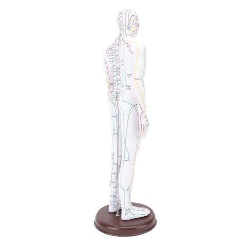 Modèle d'acupuncture humain avec méridiens gravés 52 cm - 3