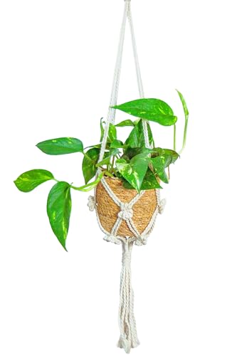 [ miipas ] ポトス 観葉植物 本物 吊り下げ 吊るす 垂れ下がる 本物 吊り鉢 吊るす鉢 壁掛け （ダクトレール や フック に つるす） つり下げ ハンギング ポット プランター バスケット プランツ 室内 ゴールデンポトス 苗 pothos 垂れ下がる 北欧インテリア かごの商品画像（Amazon）
