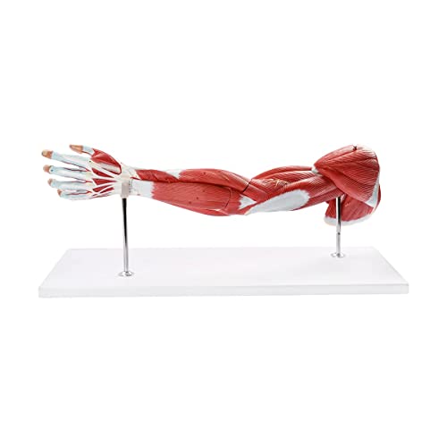 Image of Human Anatomical Muscular Arm Model, 7 Part Life Size Numbered Muscular Upper Limb Shoulder Hand Model with Removable Muscles for Medical Physiology Study Teaching Includes Stand