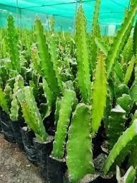 Image of Hybrid Red Dragon fruit live Plant (Pack of 1) Red Skin Plant for Home Garden