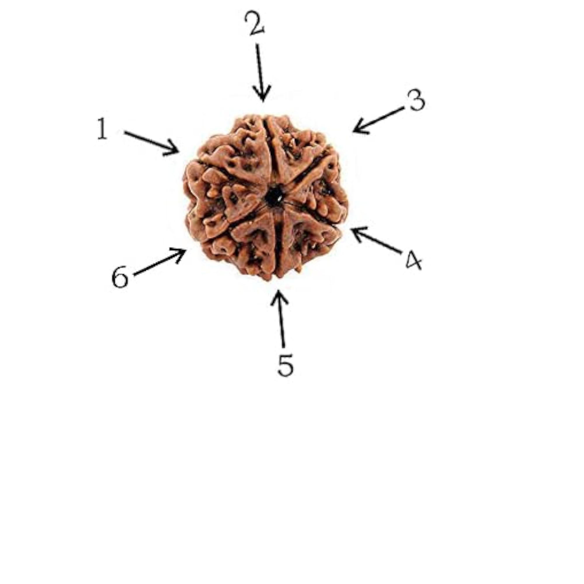 6 Mukhi Faced Rudraksha, Unisex