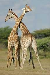 Wallhogs Giraffe I Glossy Poster 16"x24"