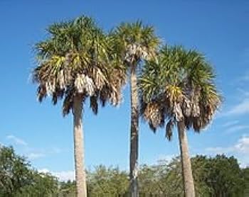 31d5XTqIhxL._UF350,350_QL80_.jpg