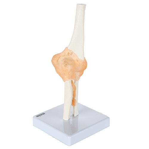 Image of Axis Scientific Flexible Elbow Model, Life-Size Flexible Elbow Joint with Realistic and Soft Ligament Anatomy, Includes Base for Display and Interaction, Detailed Product Manual