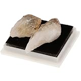 Enakshi Rock & Mineral Collection Geology Science Kit Earth Science Toy - Citrine|Toys & Hobbies | Educational | Science & Nature | Other Science & Nature Toys