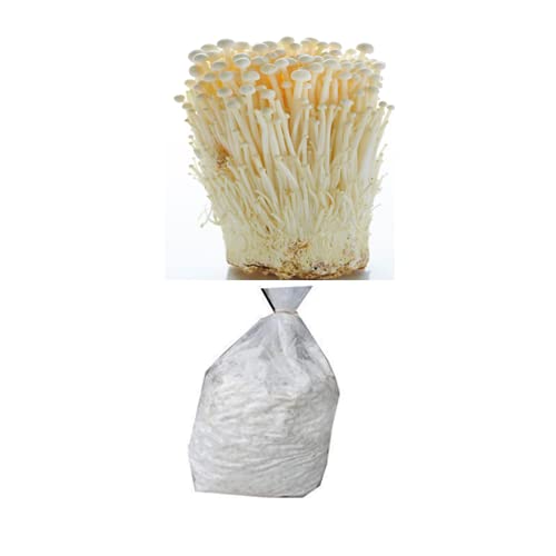 Enoki Mushroom Spawn (Flammulina velutipes) 400gm