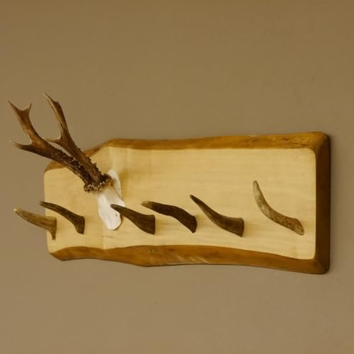 GTK - Geweihe & Trophäen KRUMHOLZ Geweih Garderobe mit 6 Haken aus Hirschspitzen auf Holzbrett Rehgeweih Wandgarderobe Unikat 27.8.99