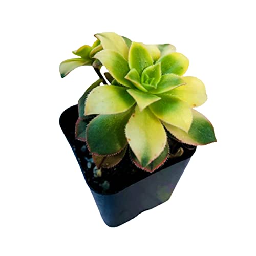 Foliagems Live Succulent Cactus Plants From Uskc (2"Pot Aeonium Kiwi) #TOP8