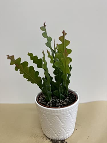 Rare Fishbone Cactus,Epiphyllum Anguliger Ric Rac Cactus,Zig Zag Cactus -5" Pot #TOP2