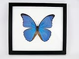 20 x 17 x 2 cm asiahouse24 Tableau mural avec un véritable papillon exotique dans un cadre photo - Taxydermi - Vitrine (Morpho Didius 22 x 22 cm)
