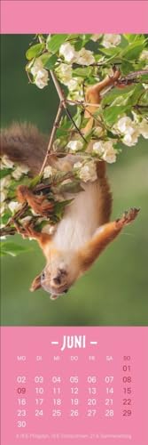 Eichhörnchen Lesezeichen & Kalender 2025: Süße kleine Aufmerksamkeit zu Weihnachten für Tierfreunde: Niedliche Eichhörnchenfotos, praktischer kleiner ... in einem! (Lesezeichen & Kalender Heye)